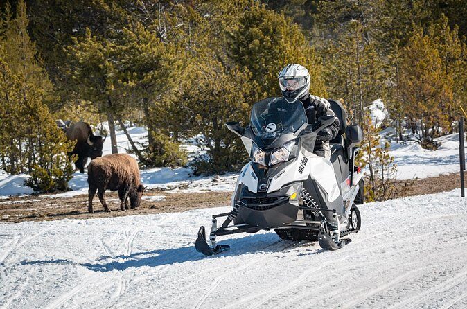 Yellowstone Grand Canyon Full Day Snowmobile Tour - Who Is This Tour Best For?