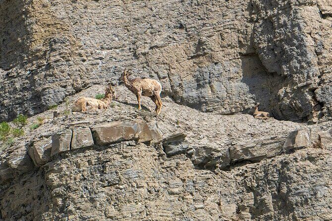 Yellowstone Grand Loop Ultimate Self-Guided Driving Tour - FAQs