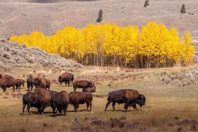 Yellowstone & Grand Teton National Parks: Small Group 4-Day Tour - Frequently Asked Questions