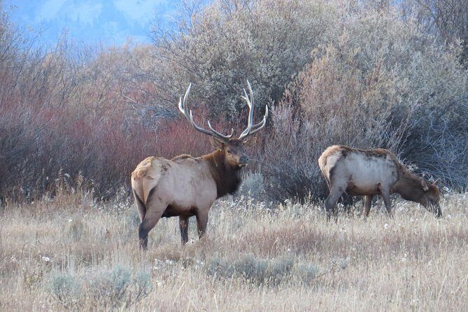 Yellowstone & Grand Teton National Parks - Ultimate Wildlife Safari - The Itinerary Breakdown