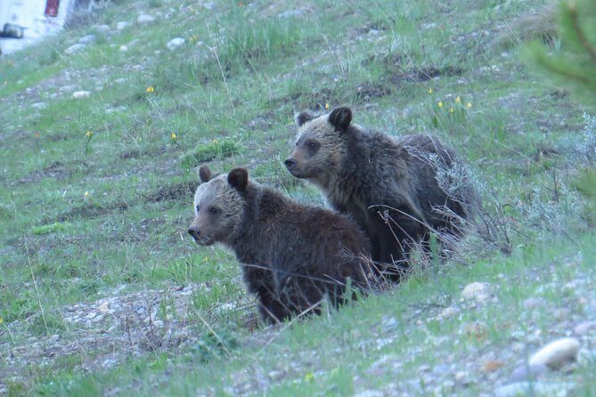 Yellowstone & Grand Teton National Parks - Ultimate Wildlife Safari - Is This Tour Worth It?