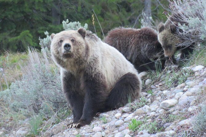 Yellowstone & Grand Teton National Parks - Ultimate Wildlife Safari - Who Will Love This Tour?