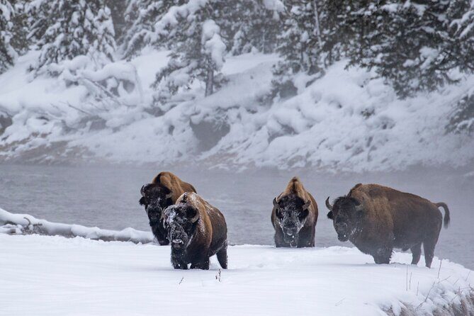 Yellowstone & Grand Teton National Parks Winter Tour: Small Group 4-Day Tour - A Deep Dive Into the Itinerary