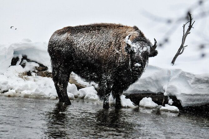 Yellowstone & Grand Teton National Parks Winter Tour: Small Group 4-Day Tour - Who Is This Tour Best Suited For?