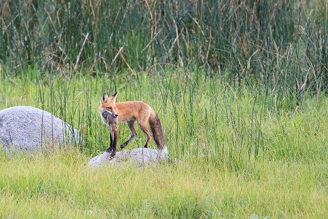Yellowstone & Grand Teton Nat'l Parks Day Tour - Private Tour - Key Points