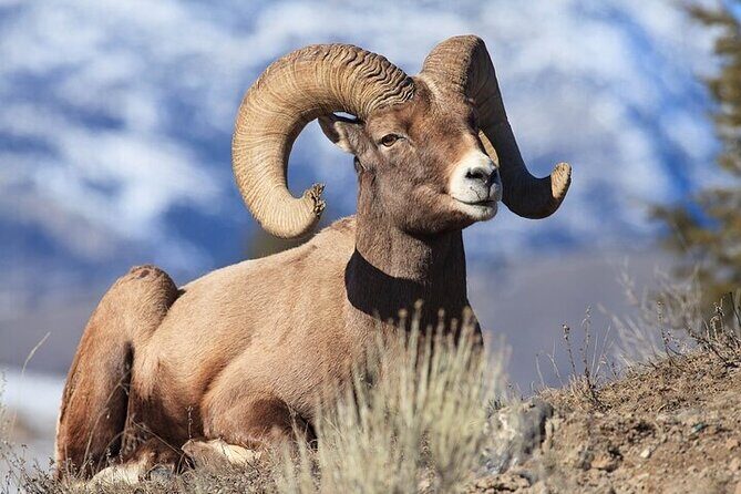 Yellowstone & Grand Teton Nat'l Parks Day Tour - Private Tour - A Deep Dive into the Experience