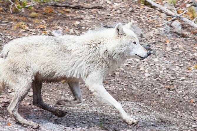Yellowstone & Grand Teton Nat'l Parks Day Tour - Private Tour - Final Thoughts