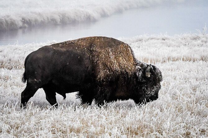 Yellowstone, Grand Teton & Utah Mighty 5 Winter Tour: Small Group 9-Day Tour - A Deep Dive into the Itinerary