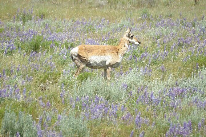 Yellowstone Hidden Gems Hiking Tour West Yellowstone - The Logistics: Comfort and Practicality