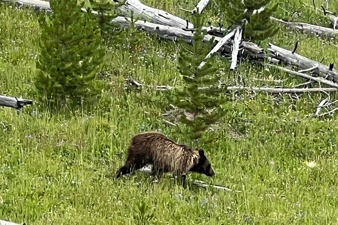 Yellowstone in a Day - Grand Loop Yellowstone Tour - Final Thoughts
