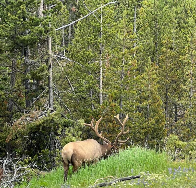 Yellowstone in a Day - Private Grand Loop Tour - Comprehensive Review of the Yellowstone in a Day Tour