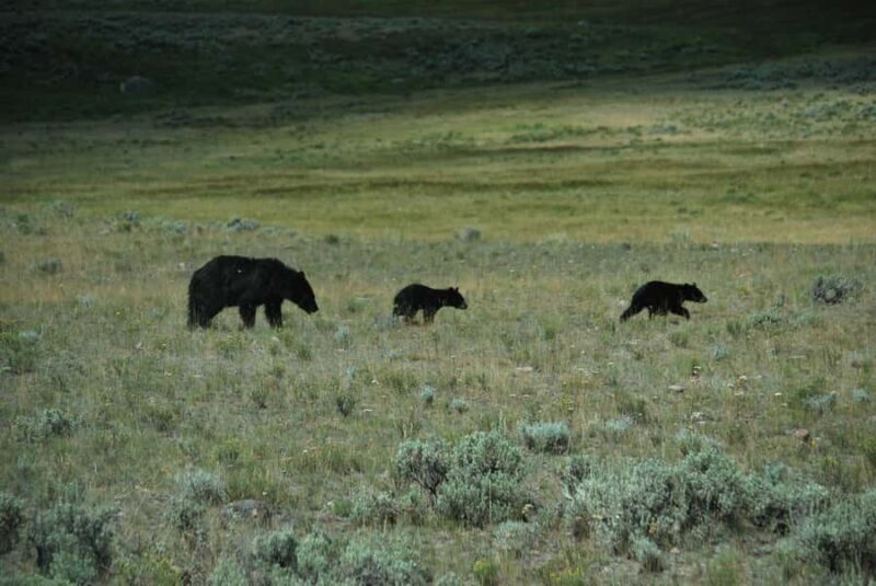 Yellowstone Lower Loop - Private Full Day Tour - Introduction: Why Choose a Private Tour of Yellowstone’s Lower Loop?