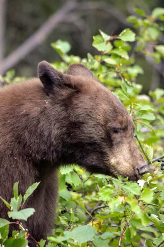 Yellowstone Lower Loop - Private Full Day Tour - Who will enjoy this tour?