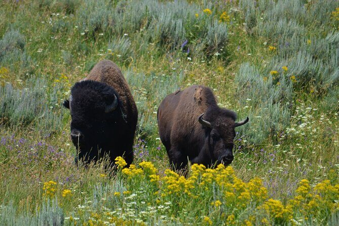 Yellowstone National Park 2 Day Tour Upper and Lower Loop - FAQ