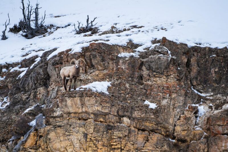 Yellowstone National Park: 3 Day Wildlife Photography Tour - Key Points