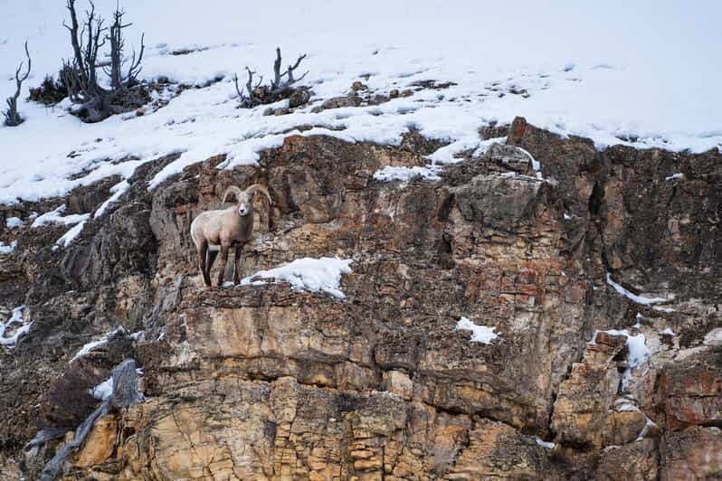 Yellowstone National Park: 3 Day Wildlife Photography Tour - Experience Overview