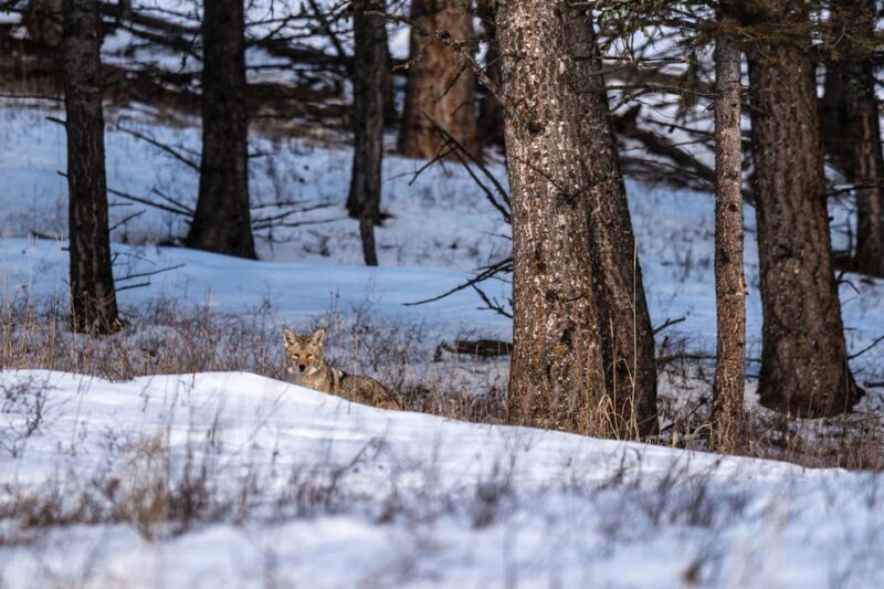 Yellowstone National Park: 3 Day Wildlife Photography Tour - What Makes This Tour Stand Out?