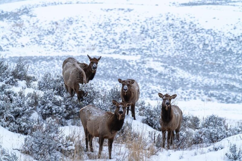 Yellowstone National Park: 3 Day Wildlife Photography Tour - Analyzing the Price and Value