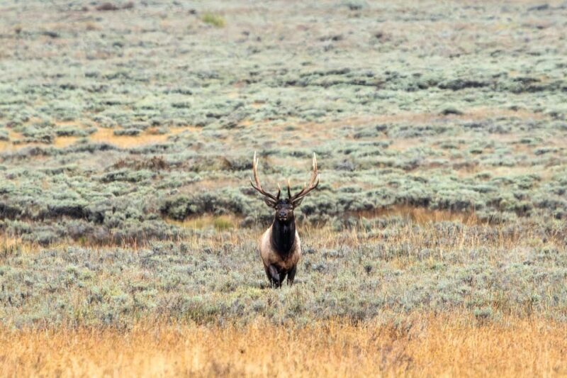 Yellowstone National Park: 3 Day Wildlife Photography Tour - Practical Tips for Future Travelers