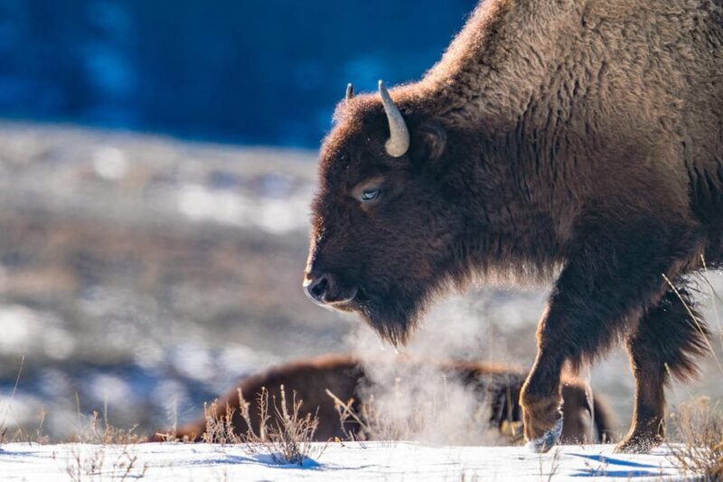 Yellowstone National Park: 3 Day Wildlife Photography Tour - FAQ