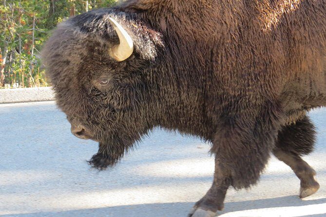 Yellowstone National Park - PRIVATE Full-Day Lower Loop Tour from W. Yellowstone - Who Should Consider This Tour?
