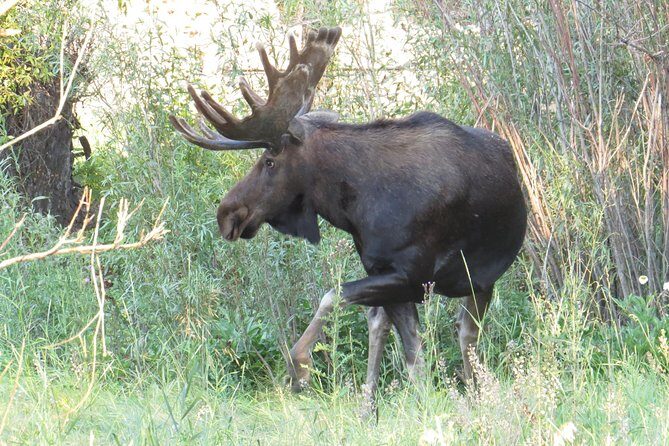 Yellowstone National Park - PRIVATE Full-Day Lower Loop Tour from W. Yellowstone - The Sum Up