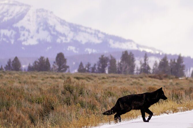 Yellowstone National Park Private Guided Tour - Full Day - FAQ
