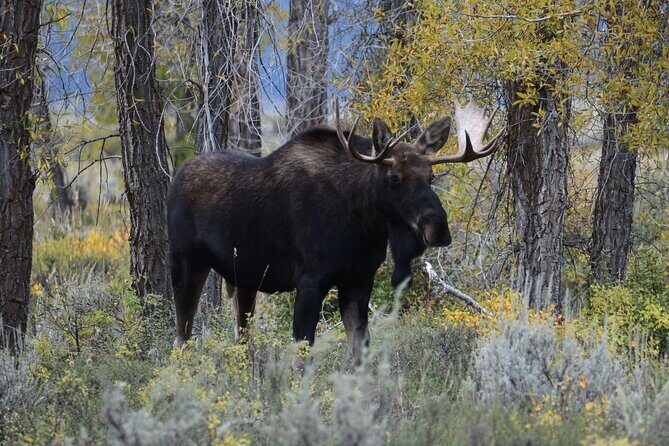 Yellowstone National Park - Private Lower Loop Adventure - Starting Strong: Comfort Meets Convenience from Jackson Hole