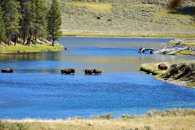 Yellowstone National Park Private Tour - The Itinerary in Detail: What to Expect