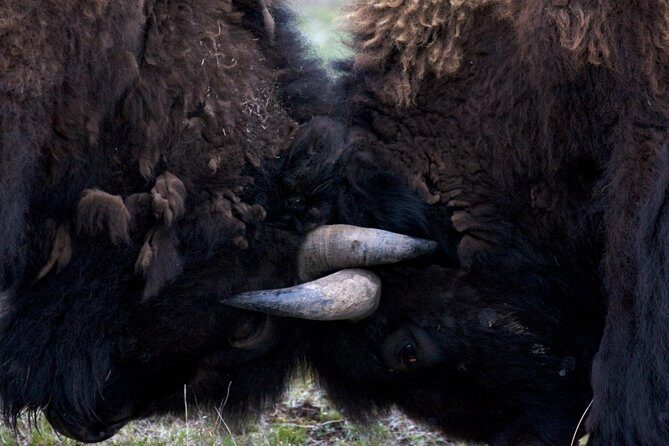 Yellowstone National Park Private Tour - Final Thoughts