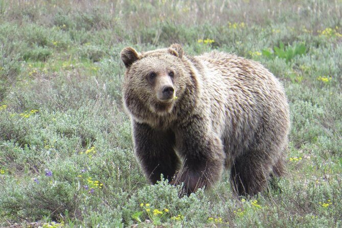 Yellowstone National Park - PRIVATE Upper Loop Tour from West Yellowstone - In-Depth Look at the Itinerary