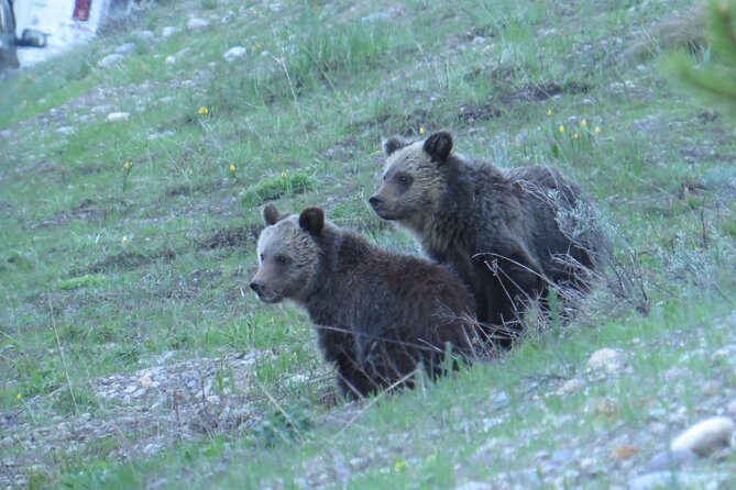 Yellowstone National Park - PRIVATE Upper Loop Tour from West Yellowstone - Who Would Love This Tour?