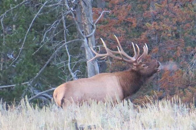 Yellowstone National Park - PRIVATE Upper Loop Tour from West Yellowstone - FAQs