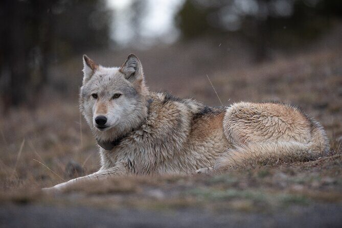 Yellowstone National Park Private Wildlife Tour - Exploring the Yellowstone Wildlife Experience in Detail