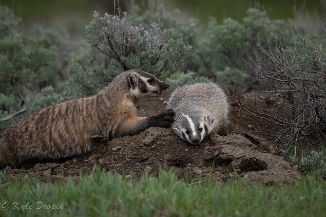 Yellowstone National Park Private Wildlife Tour - Analyzing the Cost and Value