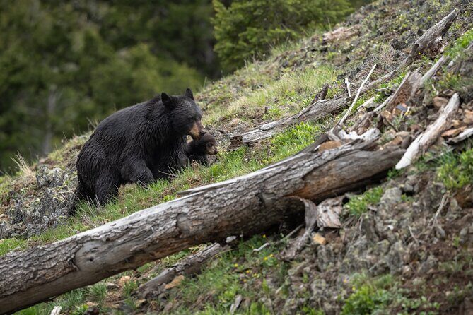 Yellowstone National Park Private Wildlife Tour - Who Should Consider This Tour?