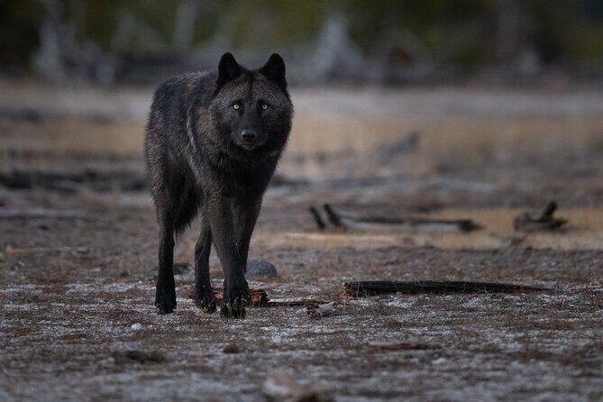 Yellowstone National Park Private Wildlife Tour - Final Thoughts