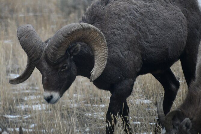 Yellowstone Park Private Day Trip from Big Sky - Full or Half Day - An In-Depth Look at the Tour
