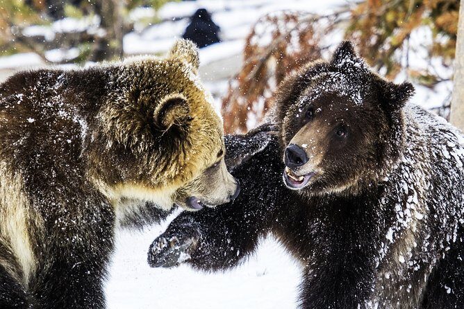 Yellowstone Private Lower Loop Adventure with Lunch - Weather and Cancellation Policy
