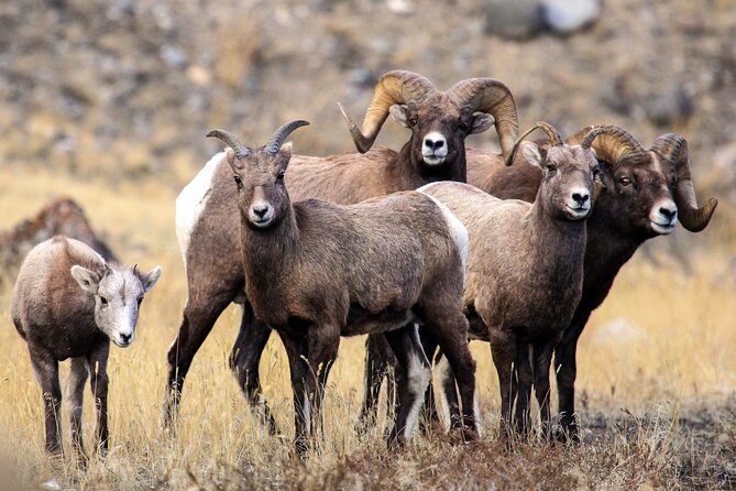 Yellowstone Private Lower Loop Adventure with Lunch - FAQ