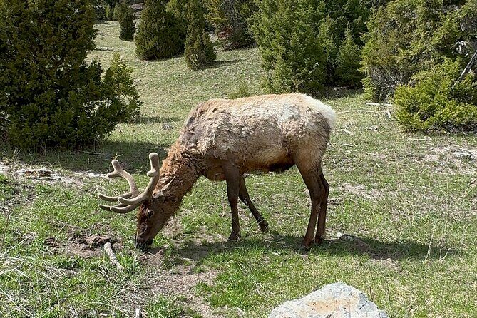 Yellowstone Private Tour - An In-Depth Look at the Yellowstone Private Tour