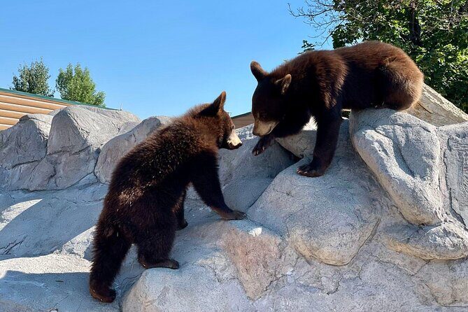 Yellowstone Private Tour Up To 14 - A Surprise Activity Included - FAQs