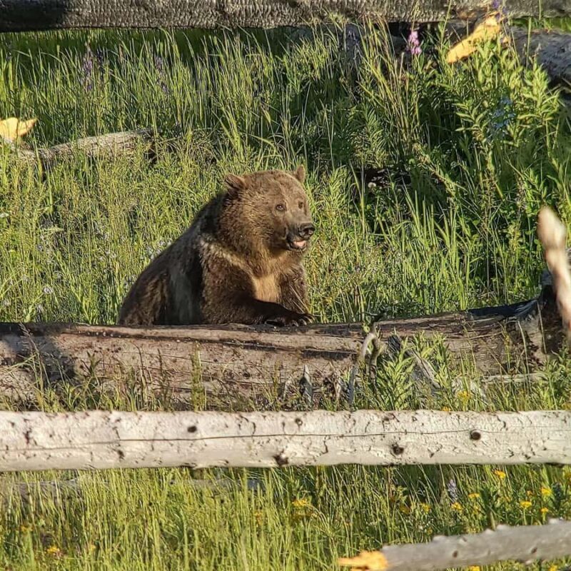 Yellowstone: Privately Guided Safari/Scenic Tour with Lunch! - The Itinerary Breakdown