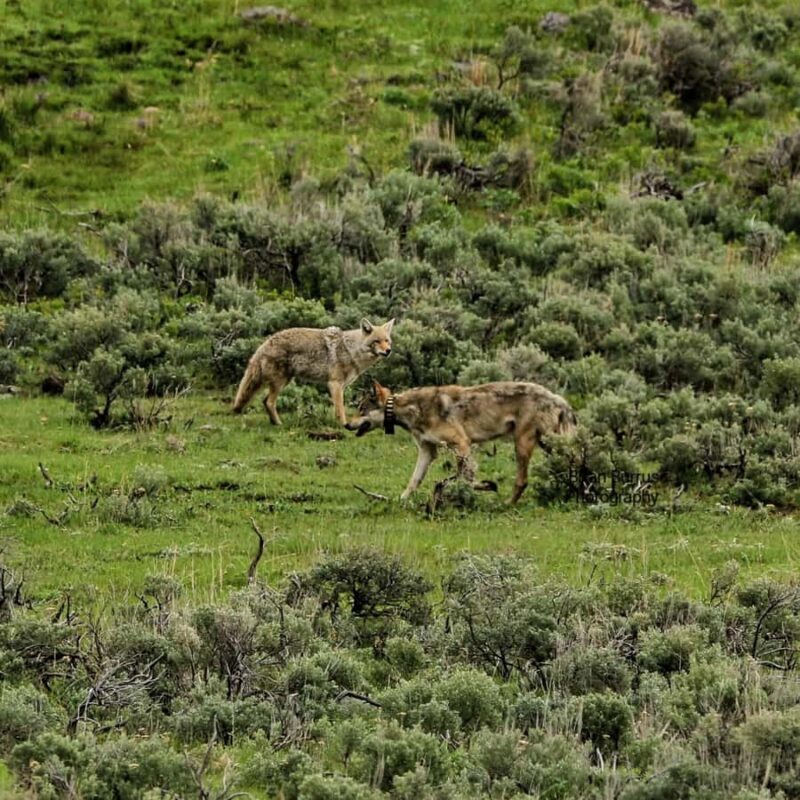 Yellowstone: Privately Guided Safari/Scenic Tour with Lunch! - The Sum Up