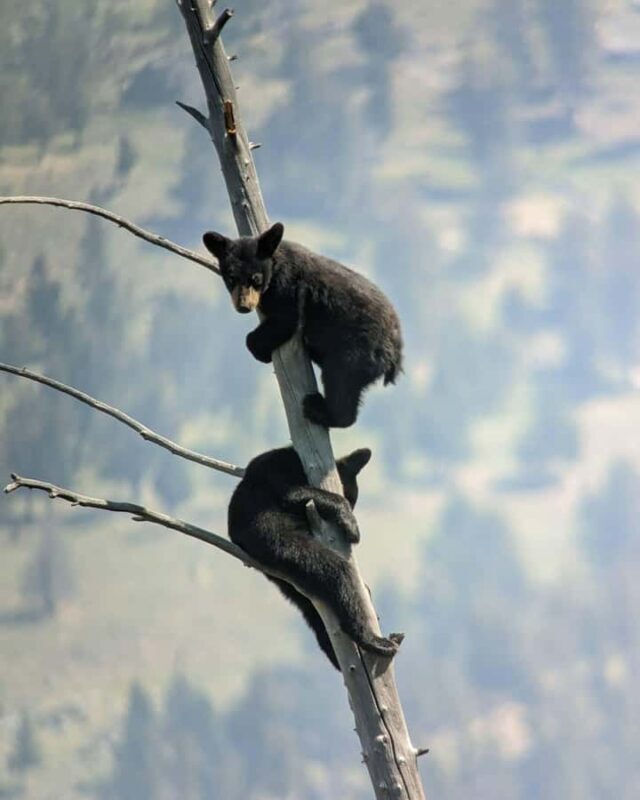 Yellowstone: Privately Guided Safari/Scenic Tour with Lunch! - FAQ