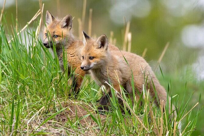 Yellowstone Through the Lens Photography Adventure - Key Points