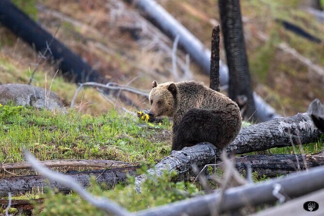 Yellowstone Wildlife and Photo Upper Loop Tour West Yellowstone - An Honest Look at the Yellowstone Wildlife and Photo Upper Loop Tour