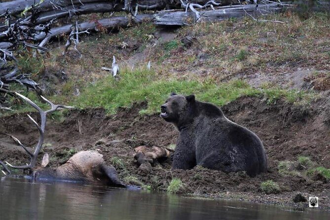 Yellowstone Wildlife and Photo Upper Loop Tour West Yellowstone - Authentic Traveler Feedback