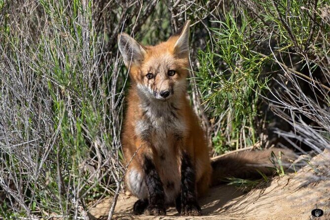 Yellowstone Wildlife and Photo Upper Loop Tour West Yellowstone - Is This Tour Right for You?