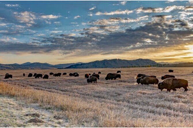 Yellowstone Wildlife and Photo Upper Loop Tour West Yellowstone - The Sum Up